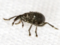 Ceratapion onopordi